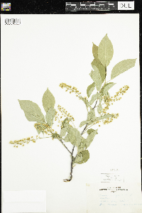 Prunus virginiana image