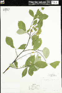 Prunus virginiana image