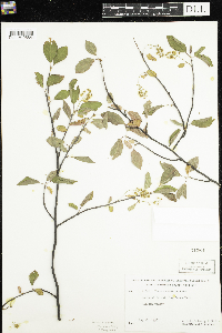 Prunus virginiana image