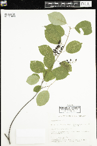 Prunus virginiana image