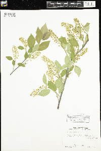 Prunus virginiana image