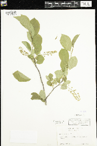 Prunus virginiana image