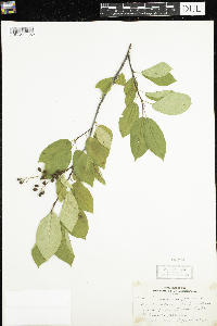 Prunus virginiana image