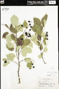 Prunus virginiana image