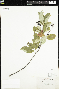 Prunus virginiana image