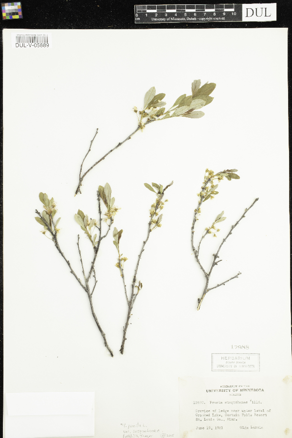 Prunus pumila image