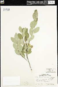 Prunus pumila image