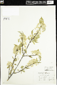 Prunus pensylvanica image