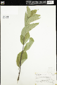 Prunus pensylvanica image