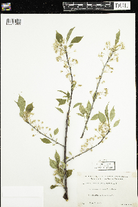 Prunus pensylvanica image