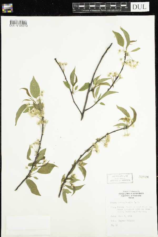 Prunus pensylvanica image