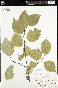 Prunus nigra image