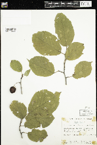 Prunus nigra image