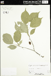 Prunus nigra image