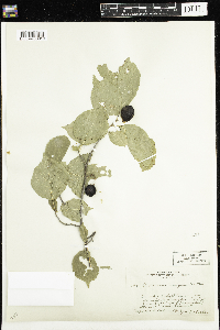 Prunus nigra image