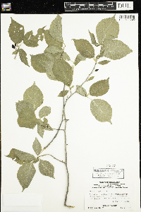 Prunus nigra image