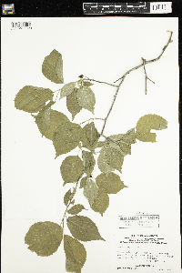 Prunus nigra image