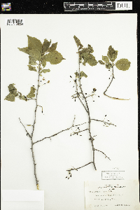 Prunus nigra image