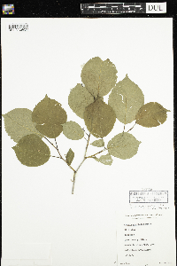 Prunus nigra image