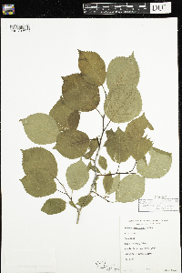 Prunus nigra image