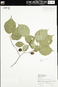 Prunus nigra image