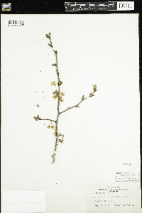 Prunus nigra image