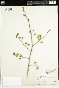 Prunus nigra image