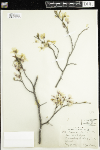 Prunus nigra image