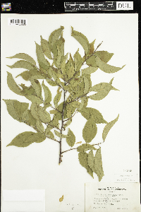 Prunus nigra image