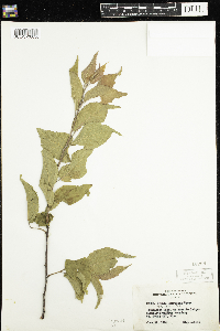 Prunus nigra image