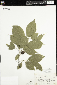 Prunus nigra image