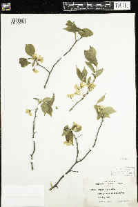 Prunus nigra image