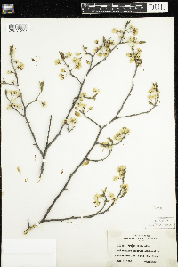 Prunus nigra image