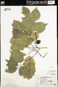 Prunus nigra image