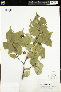 Prunus nigra image