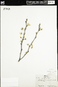 Prunus nigra image