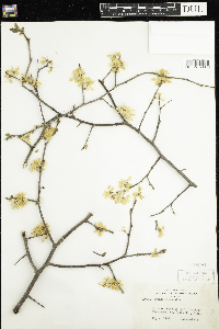 Prunus nigra image