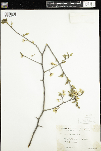 Prunus nigra image