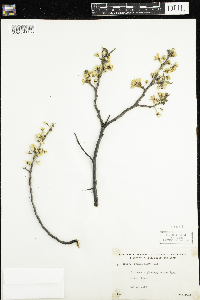 Prunus nigra image