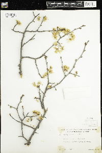 Prunus nigra image