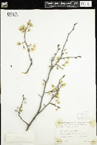 Prunus nigra image