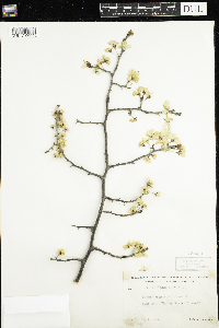 Prunus nigra image