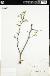 Prunus nigra image