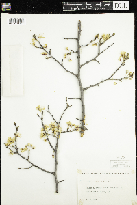 Prunus nigra image