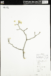 Prunus nigra image