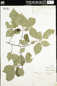 Prunus nigra image