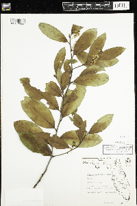 Prunus domestica image