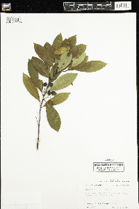 Image of Prunus caroliniana