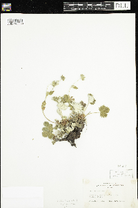 Potentilla villosa image