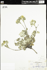 Potentilla villosa image